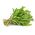 Біо - Ракетно - сертифіковане органічне насіння - 800 насінин - Eruca vesicaria