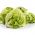 Salata verde de seminte de salata - Lactuca sativa - 1150 seminte - Lactuca sativa L.  - semințe