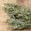 Absintalsem - 3000 zaden - Artemisia absinthium