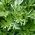 Vērmele - 3000 sēklas - Artemisia absinthium
