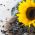 Sonnenblume samen - Helianthus annuus - 120 Samen