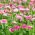 桃红色英国雏菊种子 -  Bellis perennis  -  690种子 - 種子