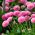 Pink English Daisy seeds - Bellis perennis - 690 biji - benih