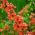 Ιαπωνικά σπόροι Κυδωνιών - Chaenomeles japonica - 15 σπόροι