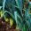 Pórkové semeno - Allium porrum - 320 semien - Allium ampeloprasum L. - semená