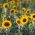 Sementes de girassol comestíveis - Helianthus annuus - 120 sementes