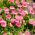 Семена от розови английски маргаритки - Bellis perennis - 690 семена
