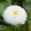 英国雏菊种子 -  Bellis perennis  -  690粒种子 - 種子