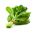 Daržinis špinatas - Geant d'hiver - BIO - 800 sėklos - Spinacia oleracea L.