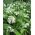 Ramsløk - pakke med 5 stk - Allium ursinum