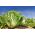 Salat Romano - Parris Island Cos - grønn - 800 frø - Lactuca sativa L. var. longifolia