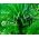 카나리아 제도 Dragon Tree, Dragon Tree 씨앗 - Dracaena draco - 5 종