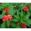 Garden Balsam, Jewelweed-siemenet - Impatiens balsamina - 100 siemeniä