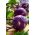 Purple Kohlrabi Alka semena - Brassica oler convar. acephala var. gongylodes - 520 semen - Brassica oleracea var. Gongylodes L.