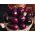 มะเขือยาว, เมล็ด Aubergine - Solanum melongena - 210 เมล็ด