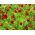 Насіння очей фазанів - Adonis aestivalis - 110 насінин - насіння