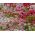 Mélange de graines de Pâquerette à grandes fleurs - 600 graines - Bellis perennis grandiflora.