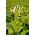Tabák kvetení, lesní semena tabáku - Nicotiana sylvestris - 25000 semen