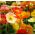 Iceland Poppy mixed seeds - Papaver nudicaule - 3750 seeds