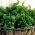 Thyme seeds - Thymus vulgaris - 1500 seeds