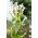 Tabák kvetení, lesní semena tabáku - Nicotiana sylvestris - 25000 semen