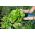 Lettuce May Queen seeds - Lactuta sativa - 1050 seeds