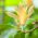 Магнолия чампака - 15 семена - Michelia Champaca