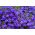 Lobelia Sapphire sėklos - Lobelia pendula - 6400 sėklų