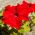 Petúnia Grandiflora - vermelho - 80 sementes - Petunia x hybrida