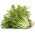 Endiviensamen (gemischt) - Cichorium endivia - 300 Samen - 