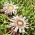 Стемлесс Царлине Тхистле, семе сребра - Царлина ацаулис - 75 семена - Carlina acaulis ssp. simplex