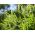 Јерусалимски храст сјеменке гусака - Амбросиа мекицана - Ambrosia mexicana - семе