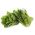 Salat Romano - Parris Island Cos - grønn - 800 frø - Lactuca sativa L. var. longifolia