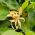 Champak种子 - 木兰champaca  -  15种子 - Michelia Champaca - 種子