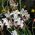 Gaura Sparkle White seed - Gaura lindheimeri - 30 biji