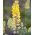 Garten-Lupine Chandelier Samen - Lupinus polyphyllus - 90 Samen