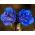 Desert bluebell - 850 biji - Phacelia campanularia 