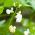 Fagiolo runner scarlatto, semi mix di semi Multiflora - Phaseolus coccineus