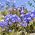 Blue Dwarf Bellflower, Fairy Thimbles semená - Campanula pusilla - 170 semien