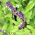 Basil Blue Spice seeds - Ocimum basilicum - 650 seeds