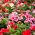 Rausvasis katarantas - mišinys - 120 sėklos - Catharanthus roseus