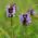 Semena prunele - Prunella grandiflora - 50 semen