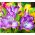Semena perujske lilije - Alstroemeria Aurantiaca - 5 semen
