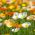 アイスランドケシの混合種 - パパーヌーディカル -  3750種子 - Papaver nudicaule - シーズ