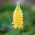 Lupine Chandelier seeds - Lupinus polyphyllus