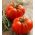 Tomato "Tukan F1" - greenhouse variety