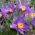 Pasque Flower smíšená semena - Anemone pulsatilla - 190 semen