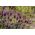Francouzská levandule, španělská levandule semena - Lavandula stoechas - 37 semen