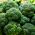 Broccoli - Caesar - 600 zaden - Brassica oleracea L. var. italica Plenck