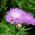 American Basketflower, American Star-Thistle seeds - Centaurea americana - 65 seeds